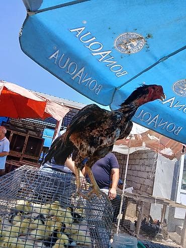 Kənd təsərrüfatı quşları: Satılır: Uzunboyun, güclü bədən quruluşlu döyüş tipli xoruz — 2