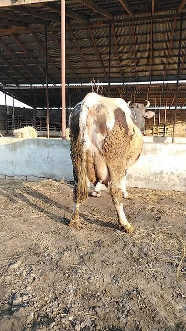 ov iti satilir: 21 litir sud verir 4cu balasdi bir heftedi dogdugu ama balasi ölub kim — 1