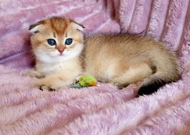 şotlan pişik: Şotland yastı qulaq, Erkək, Dişi, Yaxşı əllərə, Ünvandan götürmə, Pulsuz çatdırılma, Ödənişli çatdırılma — 122