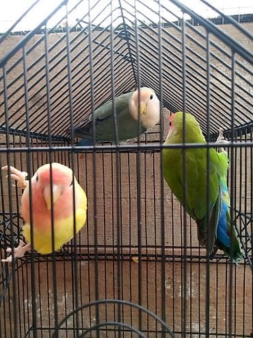 quş qefesleri: Qəfəslər 15-40 azn quslar 35-45-50 aznMüxtəlif ölçü və formalarda quş — 8