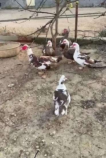 2 erkey 3 ana 1 fərə satılır təcili yol pulu endirim olar lalafo.az -da 2 erkey 3 ana 1 fərə satılır təcili yol pulu endirim olar