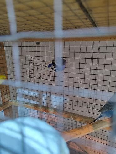 dalmatin: 3 ədəd bala vermiş 1 illik dişi papuqay. Cütə qoş bala versin. Cox — 5