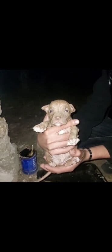 it xaltalari satisi: Sevimli pitbull balaları – müxtəlif rənglərdə Təsvir: - Yaş: çox — 1