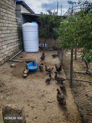 dana qiyməti siyəzən: Salam Aleykum Gördüyüvüz Krasnadarların (qırmızı öküz) hamısıni — 4