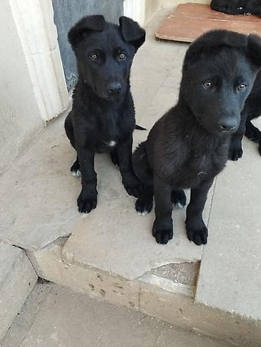 sabuncu it bazari 2024: Peyvəndli — 3