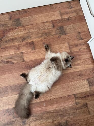 мейн кун купить в баку: Dişi, Ünvandan götürmə — 2