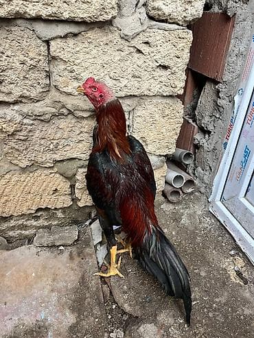 Gəmiricilər: Iyun becesidi qanli 2 fere ile fikrleşmek olar teklifler maraglidi — 3