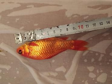 Balıqlar: Qızıl balıq, Sülhsevər, Pulsuz çatdırılma — 7