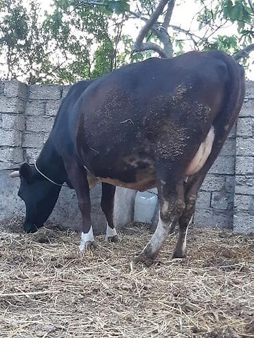 simental erkek dana: Qara şives 20 gunu qaoib dogmaga 3 cu qarina unvan bine savxoz — 2