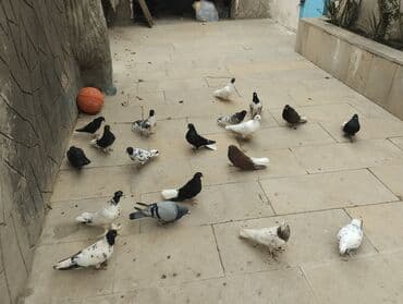 göyərçin yuvası: Satış: bəzək və uçuş üçün yerli cins göyərçinlər qrupu Xüsusiyyətlər — 2