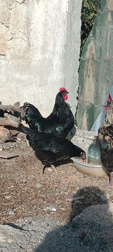 dovwan satiwi: Australorp Qara rəngli xoruz 6 ayliq 2 eded xoruz satilir - — 5