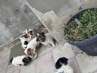 K/t heyvanları və malları: Zvonok, 3 ay, Dişi, Ünvandan götürmə — 2