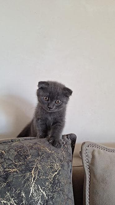 Pişiklər: Şotland yastı qulaq — 6