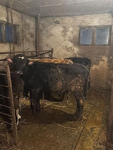 3 baş bordağa yararlı,sağlam erkək dana satılır. Qiymət birinə aiddir lalafo.az -da 3 baş bordağa yararlı,sağlam erkək dana satılır. Qiymət birinə aiddir