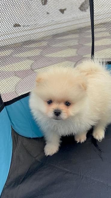 Şpitz lalafo.az -da Şpitz