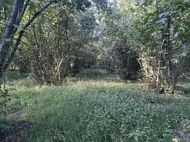 xacmazda findiq bagi satilir: Kənd təsərrüfatı — 10