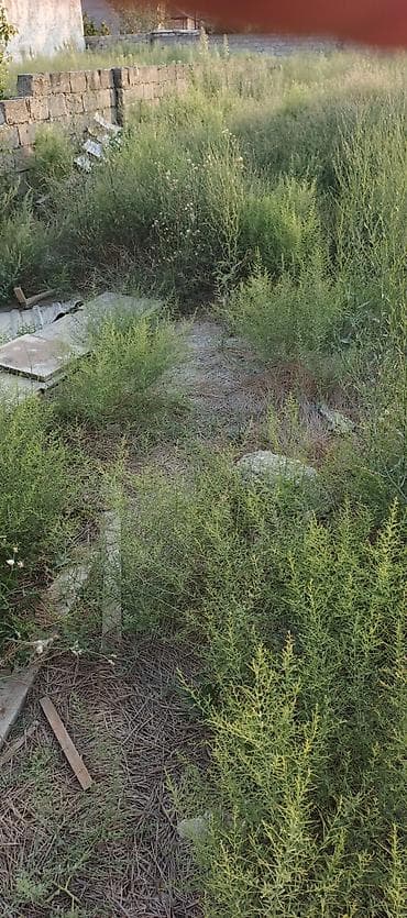lalafo qapi pencere: Peşəkar sahə təmizləmə və alaq otlarının məhv edilməsi xidməti - — 3