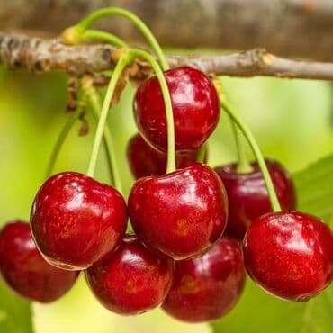 Gübrələr: 🍒 GİLAS TİNGLƏRİ SATILIR 🍒 📍 Şabran rayonu Ərkən sortlar mövcuddur — 1