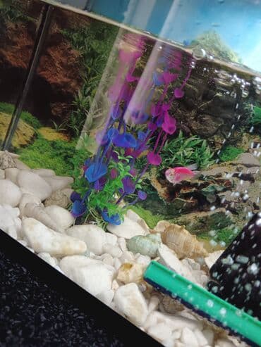 Lincoln: Tam komplekt akvarium seti - Şüşə akvarium, üst qapaqlı - Daxili — 7