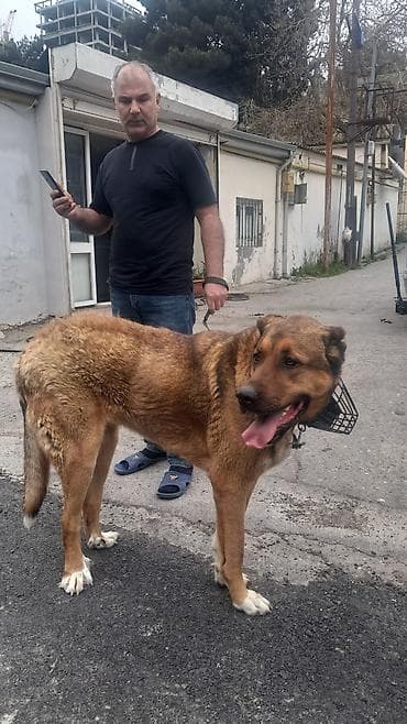 doberman satilir: Salam diṣ̌i satilir boy -85 sm çeki 65-70 Ukraniya Volqoqrad çempionu — 3