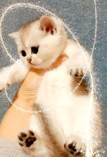 Britan, Erkək, Dişi, Yaxşı əllərə, Ünvandan götürmə lalafo.az -da Britan, Erkək, Dişi, Yaxşı əllərə, Ünvandan götürmə