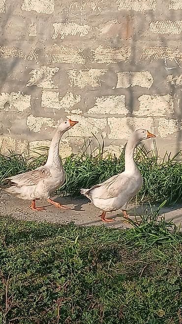 ucuz qazlar: Ağ qaz cütlüyü - Növ: Ağ ev qazı (apelsin rəngli gaga və pəncələr) - — 4