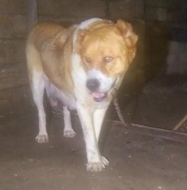 alabay iti satisi: Alabay, Dişi — 3