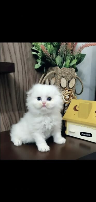 belçika çoban iti: Şinşilla, Dişi — 3