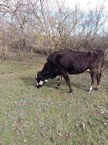 Digər heyvanlar: 2 ci qarına 7 aylıq boğazdır. Apreldə doğacaq. İnek süni mayalanmadan — 2