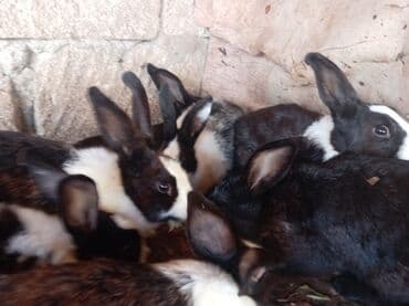 ereb dovşanı: Herkese salam. bugünki dovşanların ətlik dovşanların və içinde qarnı — 1