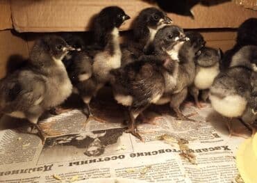 Toyuqlar: Toyuq cücələri, Ətlik — 2