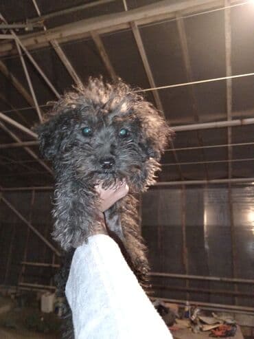 itlerin ucuz qiymete satisi: Pudel, 3 ay, Ünvandan götürmə — 5