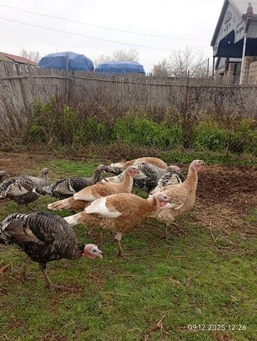 çəpiş əti: Erkək, Damazlıq — 8