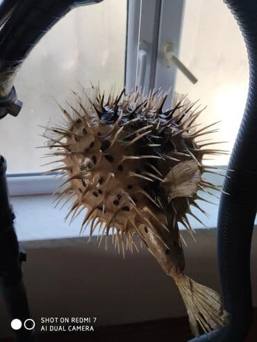 Şamdanlar: Рыба -еж рыба-шар чучело в наличии 2 шт — 8