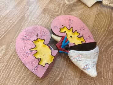 Tibbi geyim: Anatomik tədris modelləri paketi - Böyrək maketi: Real ölçüyə yaxın — 3