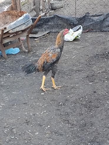 xoruz davasi: Xoruz, il: <1, Ödənişli çatdırılma — 2