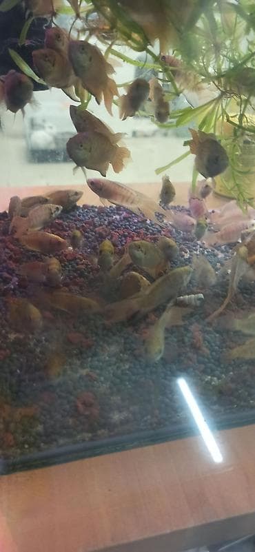 akvarium balıqları haqqında məlumat: Sülhsevər — 5