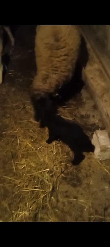 cins inekler: Salam aleykum əziz qardaşlar gününüz xeyirli olsun allah haminizin — 7