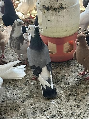 ucuz quşlar: Salam tergizme quwlardi oz quwlarmdi pul Lazm olduqu ucun satram her — 9