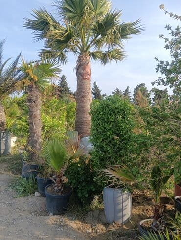 gubrə satışı: Torf gubreside satilir 300 den cox alsaz endirim veya catrlma olacaq — 4