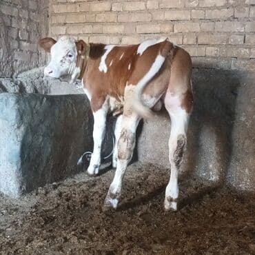 sabuncu heyvan bazari: Simental tipli erkək buzov - Rəng: qırmızı-ağ alaca - Cinsiyyət — 4
