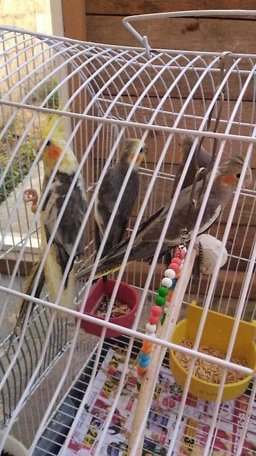 heyvanlarin satisi: Təcili erkey dişi var 30 manattan gel seç apar bugun tecili satilir 30 — 1