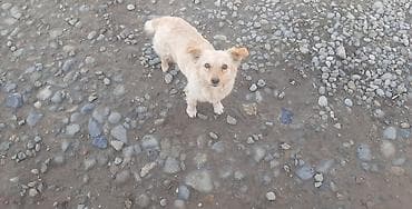 xasqi itləri: Zvonok — 6