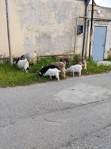 çepiş: 8baş heyvandi 4bala 4ana (2 bala bir dişi bir Erkey Sani — 2