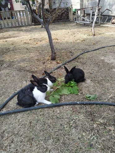 сколько стоит щенок акита ину: 7aylik dovşanlar.biri 10m.biri iki üç kilo gelir — 2