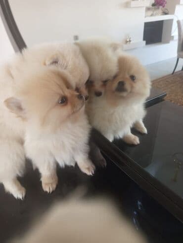 saf qan haski: Şpitz — 3