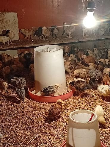 at ucuz: Toyuq cücələri, Ətlik — 3