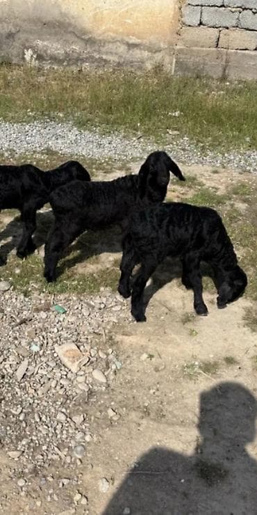 diri quzu satisi: 1 ay yarımlıq 8 baş quzulardı 6 erkey 2 dişi — 7