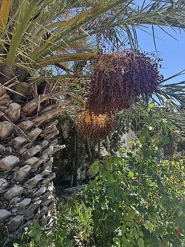 limon agacı: Xurma (xurma xurması) ağacı – məhsuldar, dekorativ - Növ: Xurma — 3