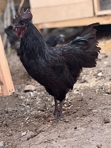 Akvariumlar: Orjinal qan.Ayam cemani Ailəsi satılır.2xoruz 8fərədir.Ən az 1+4 kmi — 3